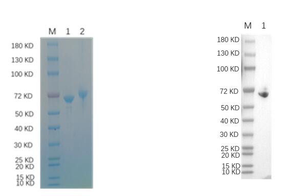 Reducing 12% SDS-PAGE and WB analysis profile of purified Yersinia pestis groL antigen<br />1. BSA<br />2. Yersinia pestis groL antigen